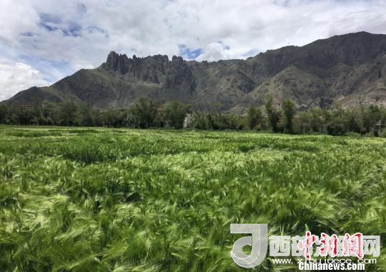 2017年西藏青稞總產(chǎn)量達(dá)到79萬(wàn)噸，占糧食總產(chǎn)量的77%。圖為西藏青稞?！⊥跤窳?攝