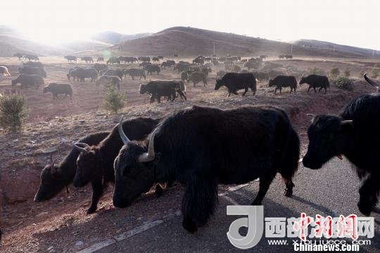西藏每年存欄約420萬(wàn)頭牦牛，牦牛產(chǎn)業(yè)發(fā)展是推動(dòng)西藏畜牧業(yè)可持續(xù)發(fā)展和農(nóng)牧民脫貧致富的重要產(chǎn)業(yè)。圖為西藏牦牛。　孫翔 攝