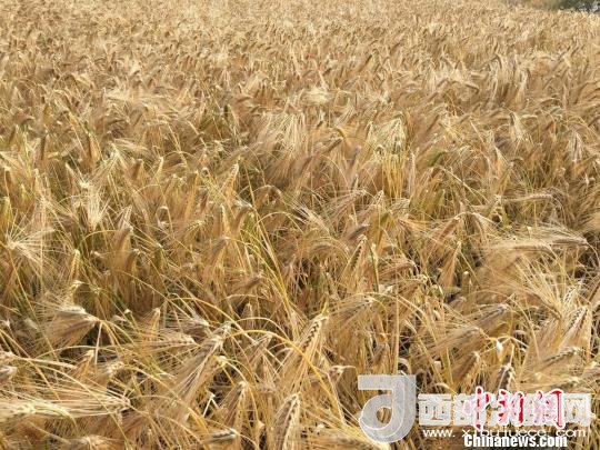 2017年西藏青稞種植面積達(dá)210多萬(wàn)畝，占糧食播種面積的75%。圖為成熟期的青稞?！⊥跤窳?攝