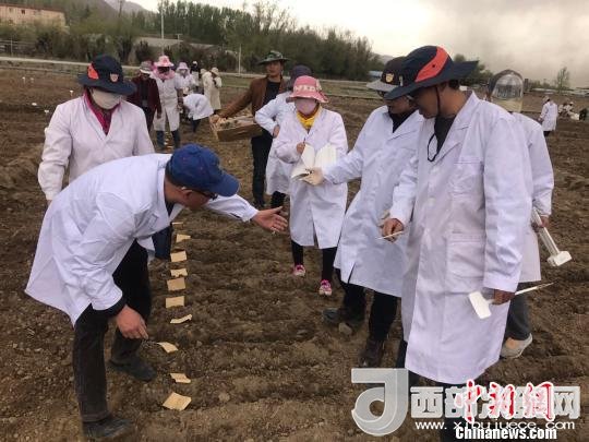 圖為研究員實(shí)地調(diào)研青稞生長(zhǎng)土壤?！⊥跤窳?攝