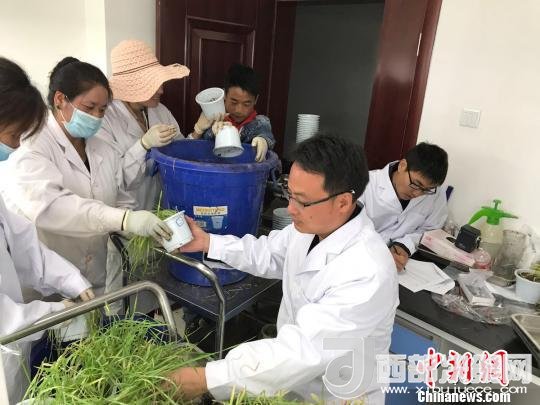 圖為研究員正在調(diào)查青稞感染白粉病情況?！⊥跤窳?攝