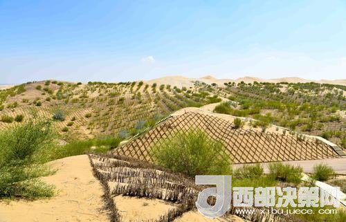 達(dá)拉特旗庫布其沙漠染綠。吳勇攝