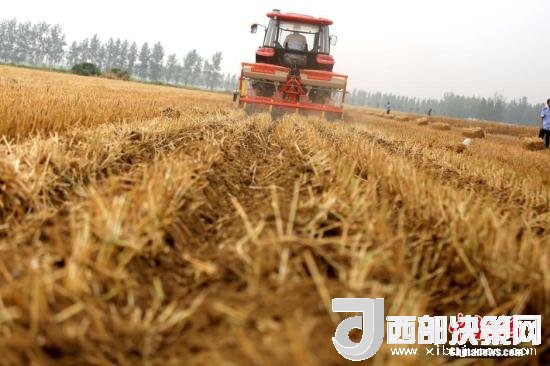 資料圖：收割機(jī)進(jìn)行機(jī)械化收割。<a target='_blank'  data-cke-saved- >中新社</a>記者 王中舉 攝