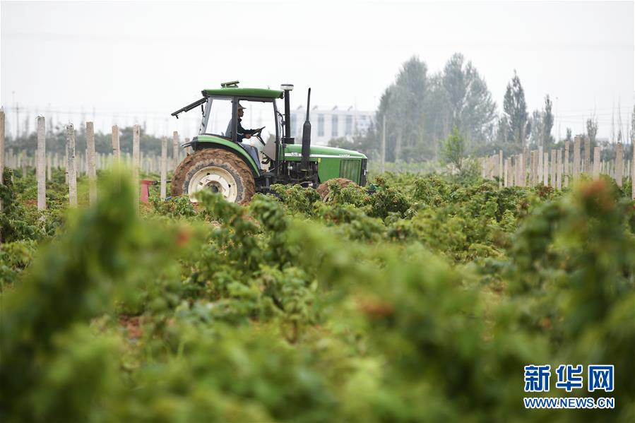 （壯麗70年·奮斗新時代——共和國發(fā)展成就巡禮·圖文互動）（10）生態(tài)美、百姓富——品讀嶄新“寧夏畫卷”