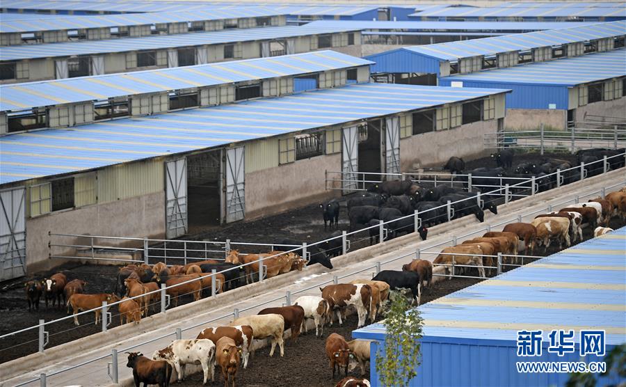 （壯麗70年·奮斗新時代——共和國發(fā)展成就巡禮·圖文互動）（11）生態(tài)美、百姓富——品讀嶄新“寧夏畫卷”