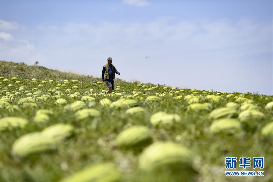 （壯麗70年·奮斗新時代——共和國發(fā)展成就巡禮·圖文互動）（4）生態(tài)美、百姓富——品讀嶄新“寧夏畫卷”