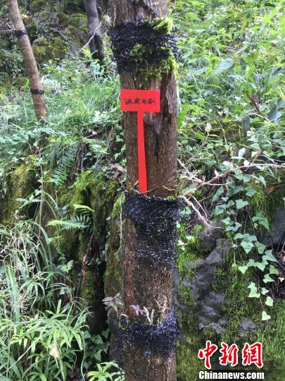 貴州同威生物科技有限公司鐵皮石斛種植?！≈軏?攝