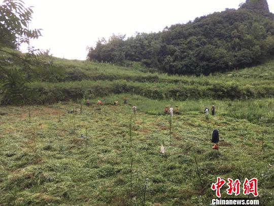 貴州同威生物科技有限公司天麻種植基地?！≈軏?攝