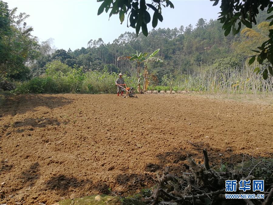 (決戰(zhàn)決勝脫貧攻堅·圖文互動)(4)另一種“逆行”——廣西5300余名駐村第一書記提前返崗?fù)渡怼皟删€作戰(zhàn)”