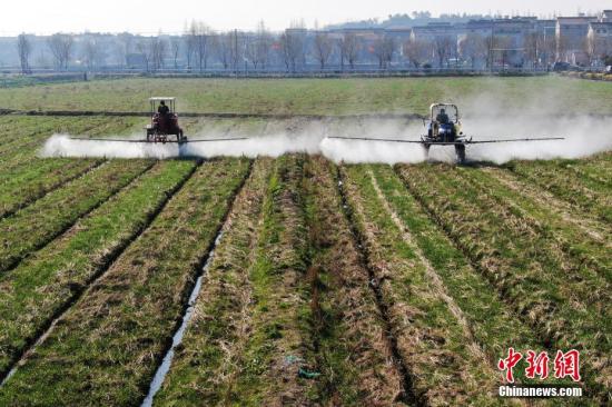 2月20日，南京湖熟街道現(xiàn)代農(nóng)業(yè)示范園區(qū)內(nèi)，工作人員駕駛自走式噴霧機(jī)給小麥噴灑除草劑。泱波 攝