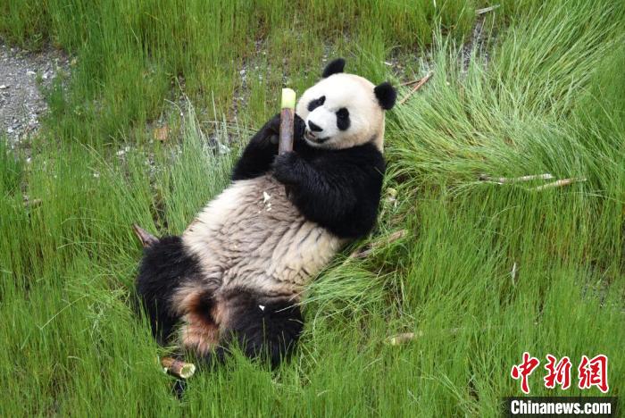 九寨溝熊貓園里的大熊貓?！【耪瘻峡h委宣傳部提供 攝