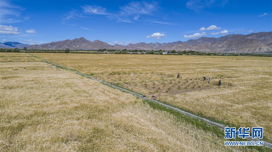 （新華全媒頭條·走向我們的小康生活·圖文互動）（11）扎西德勒，我們的新家園——西藏易地扶貧搬遷搬出幸福美好新生活