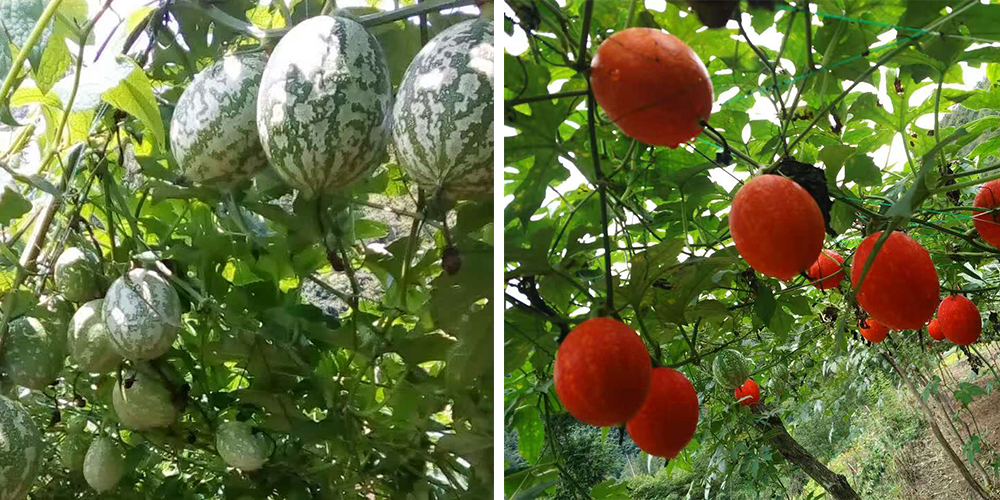 左為處于生長期的吊瓜，右為成熟的吊瓜（圖源西鄉(xiāng)縣宣傳部）