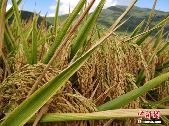 水稻資料圖。<a target='_blank'  data-cke-saved- >中新社</a>記者 王曉斌 攝